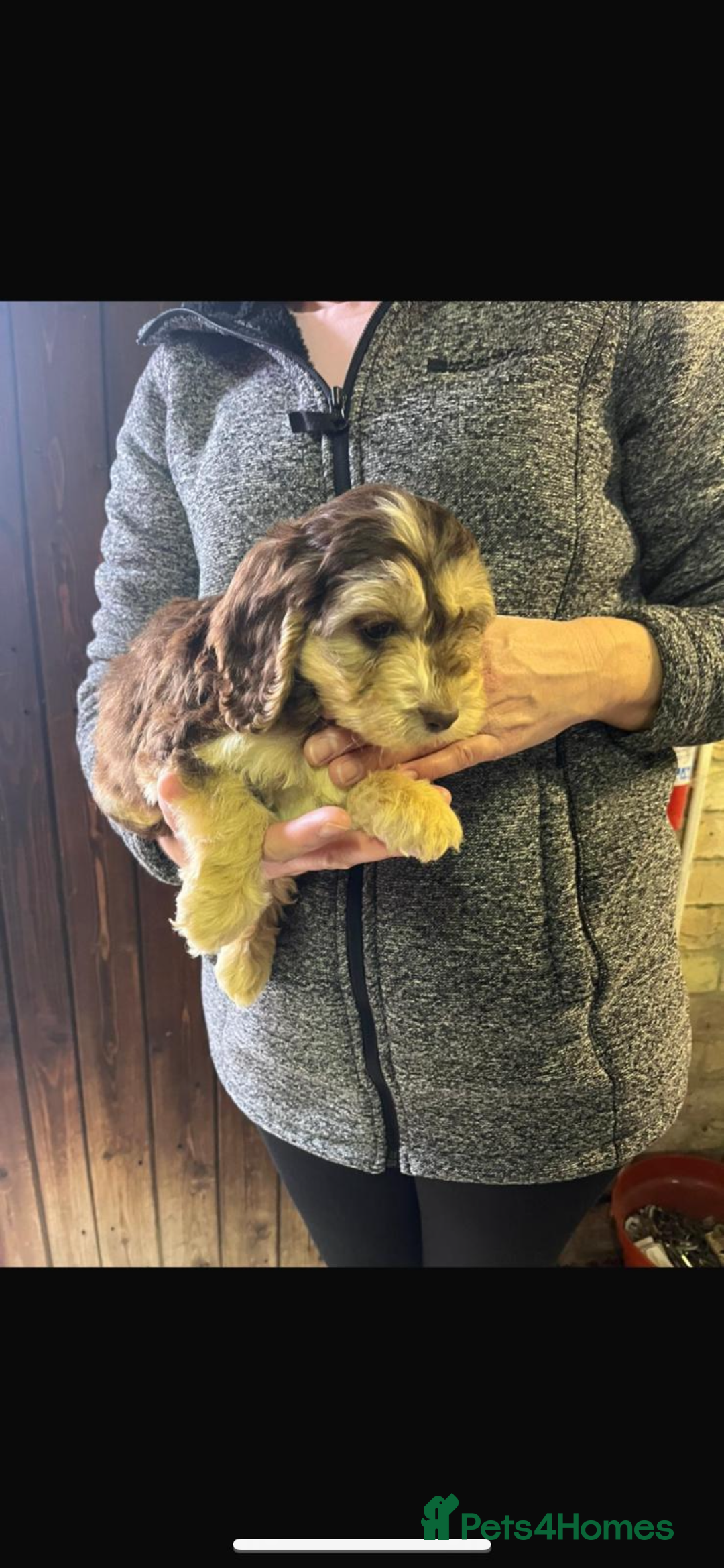 Cockapoo dogs for sale: Adorable show cocker poo puppies - Image 9