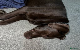 Labrador Retriever dogs for sale: Pet for sale  - Image 2