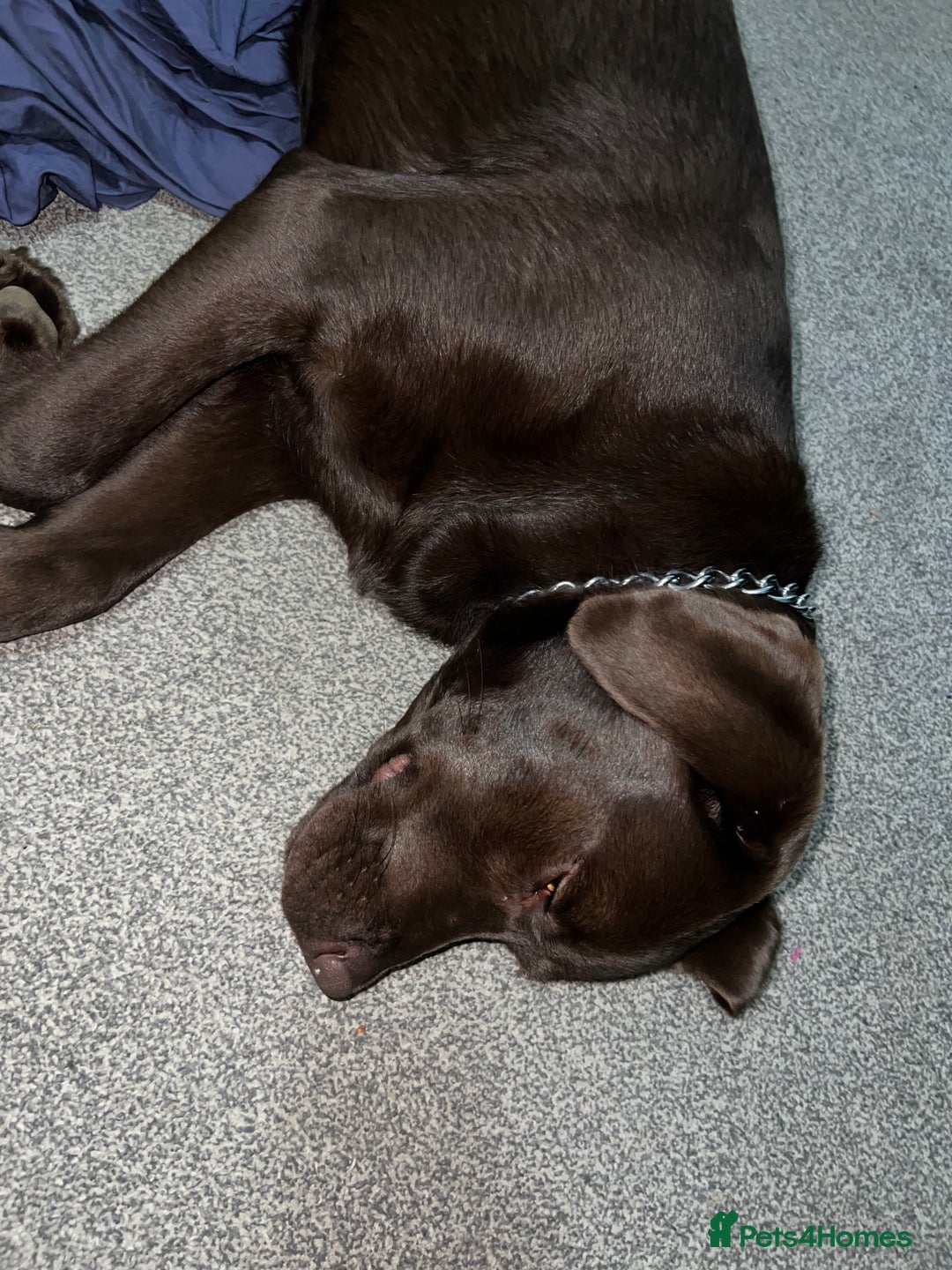 Labrador Retriever dogs for sale: Pet for sale  - Image 2