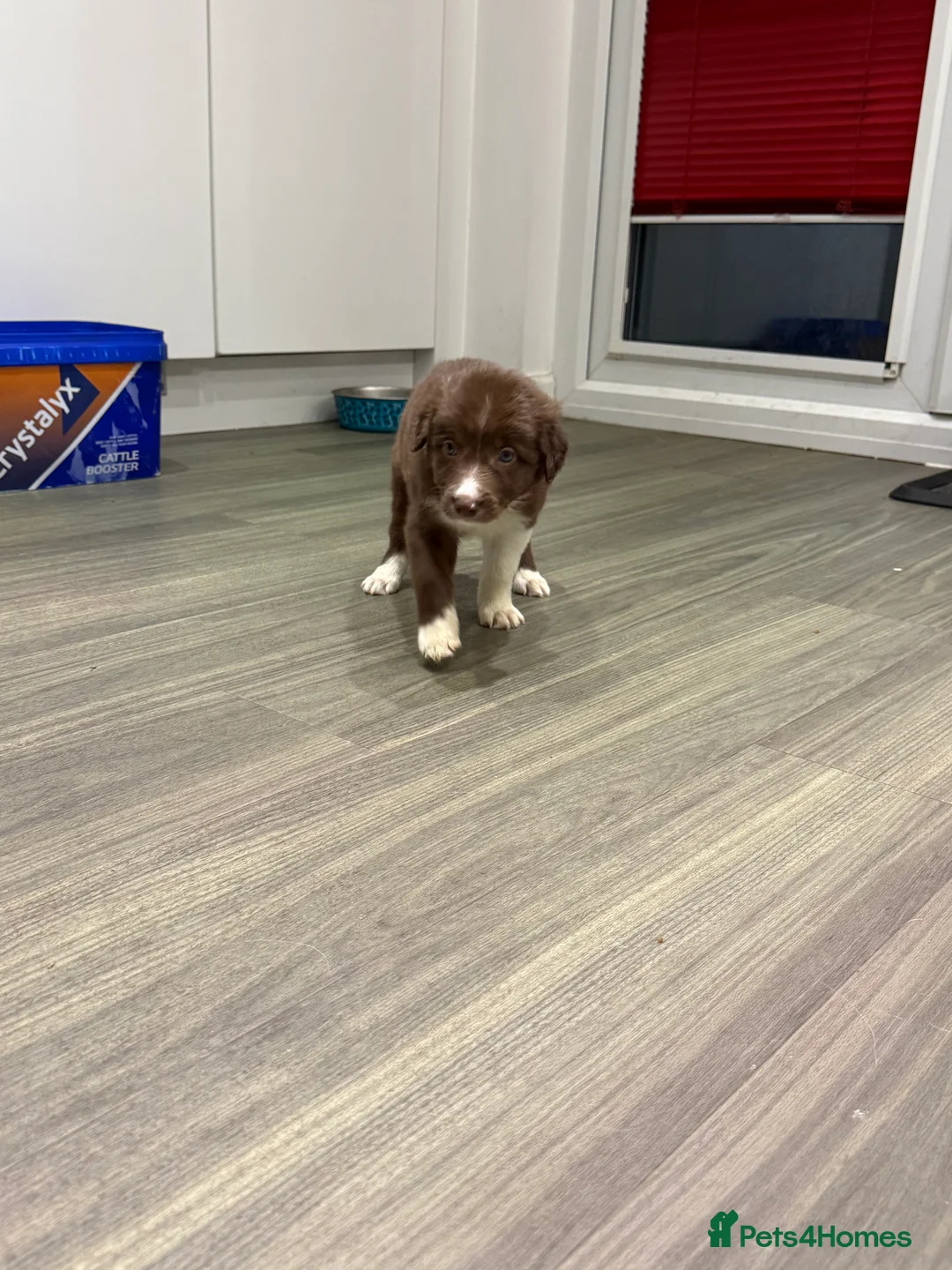 Border Collie dogs for sale: Border Collie red  - Advert 7