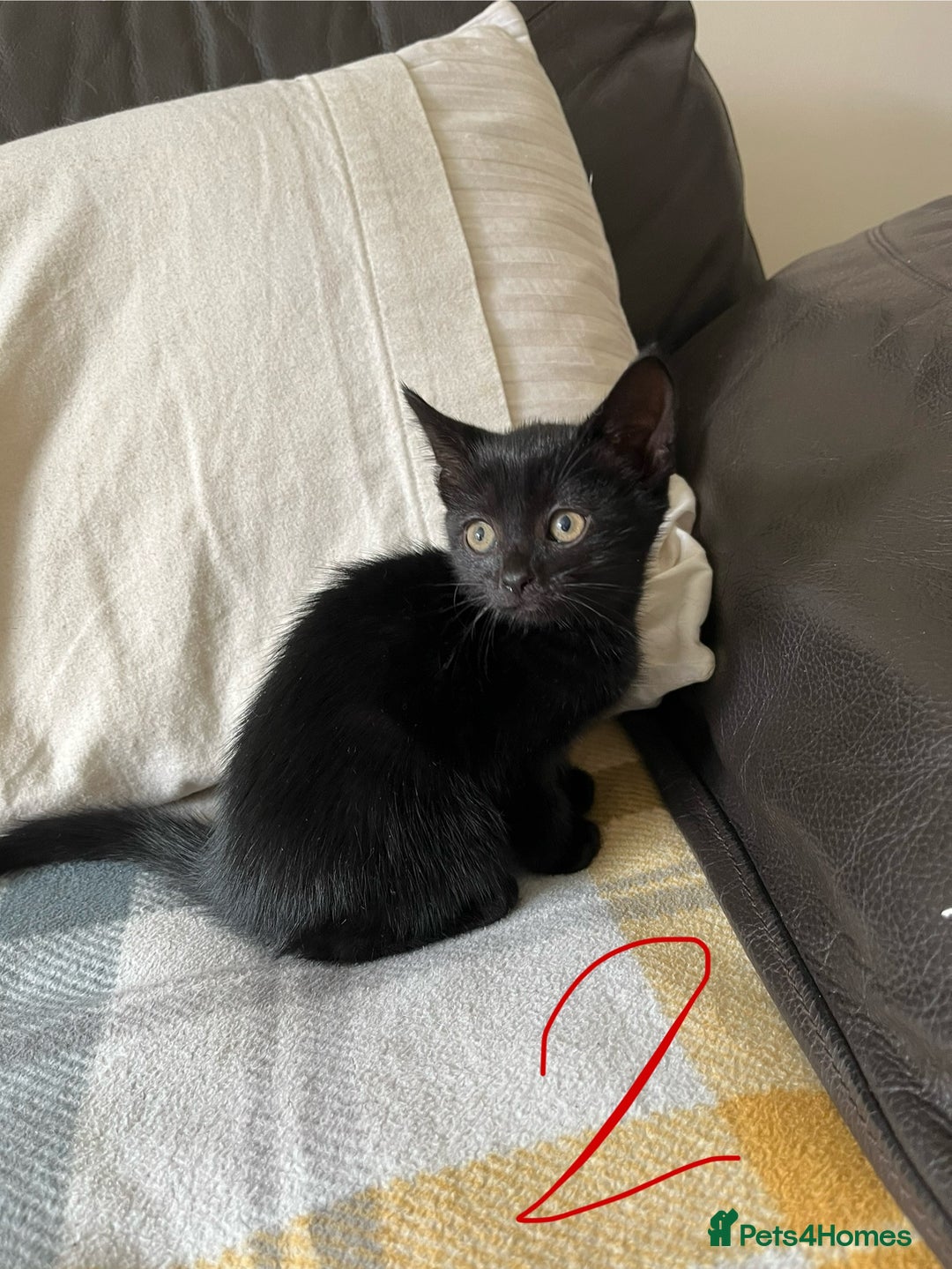 Mixed Breed cats for sale: 3 black and white kittens for sale  - Image 5