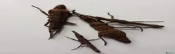 Stick Insects invertebrates for sale: Stick Insect Nymphs   Green Bean, Sabah , Sunny - Advert 3