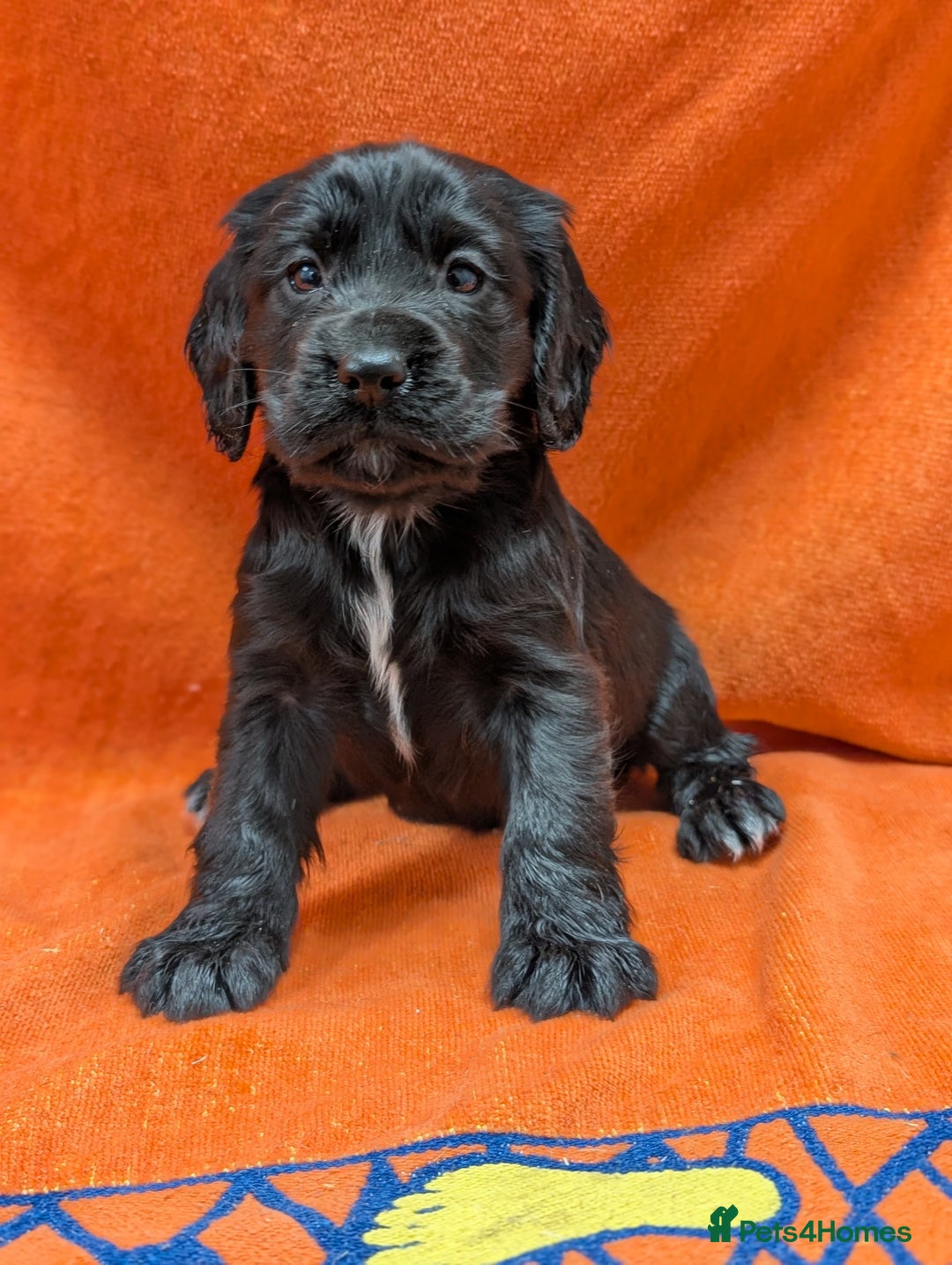 Cocker Spaniel dogs for sale: Ready now! KC registered, health tested cocker  - Advert 11