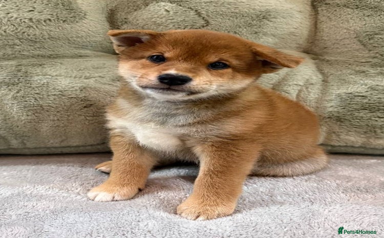 Japanese Shiba Inu dogs - Advert 2