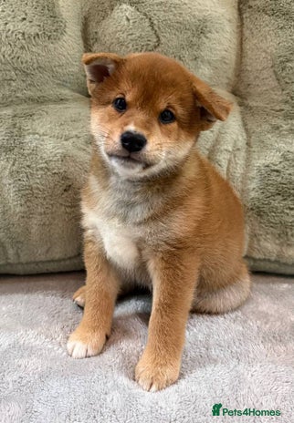 Japanese Shiba Inu dogs - Advert 2