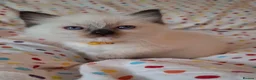 Ragdoll cats for sale: 🐾🤍OUR BEAUTIFUL NEW RAGDOLL–5 GIRLS & 1 BOY 🤍🐾 - Advert 22