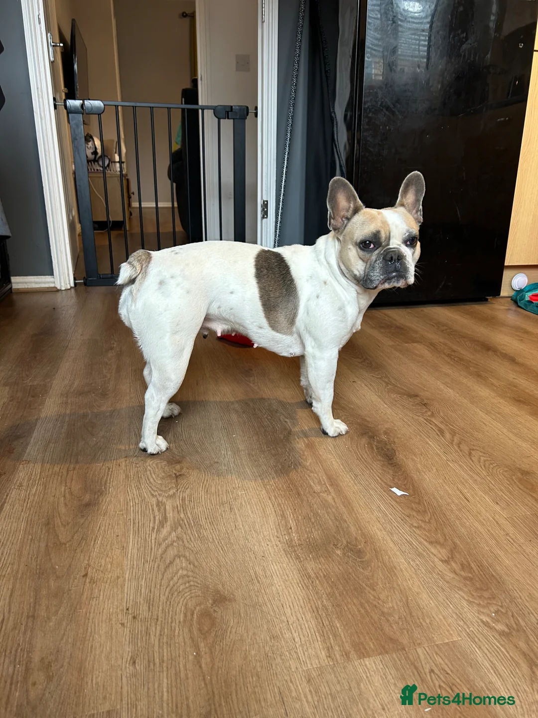 French Bulldog dogs for sale: French bulldogs puppy’s  in Lincoln - Advert 34