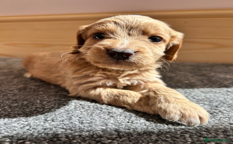 Cockapoo dogs - Advert 8