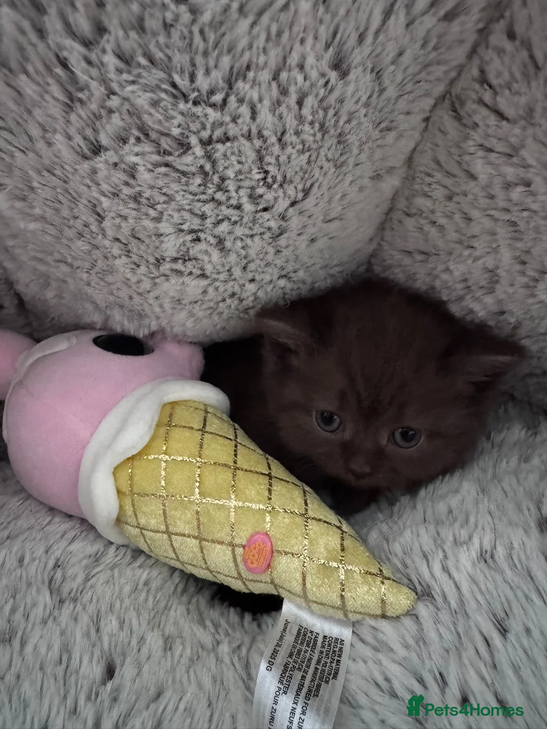 Scottish Fold cats for sale: Scottish fold kittens  - Advert 5