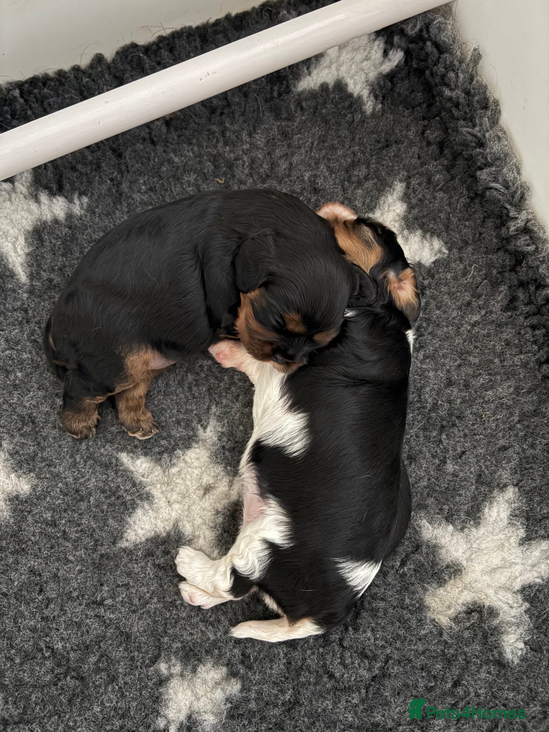 Cavalier King Charles Spaniel dogs for sale: 2 Female Kc Reg Cavalier King Charles Spaniels  - Image 1