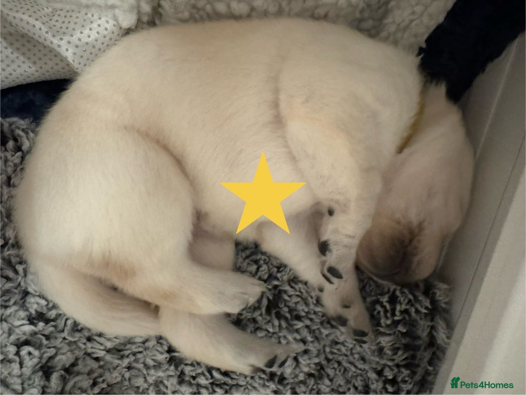 Labrador Retriever dogs for sale: Labrador Puppies – Licensed Breeder - Advert 4