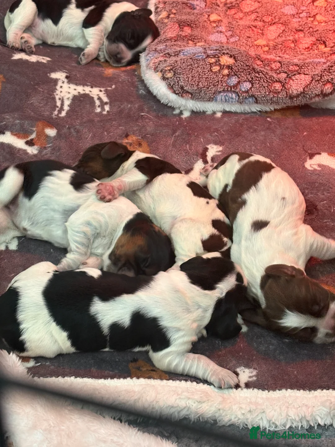 Cocker Spaniel dogs for sale: Stunning Roan Cocker Spaniel Puppies 🐶  - Advert 18
