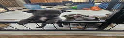 Chihuahua dogs for sale: Only 1 left ## Smoothcoat Chihuahua puppy for sale - Advert 23