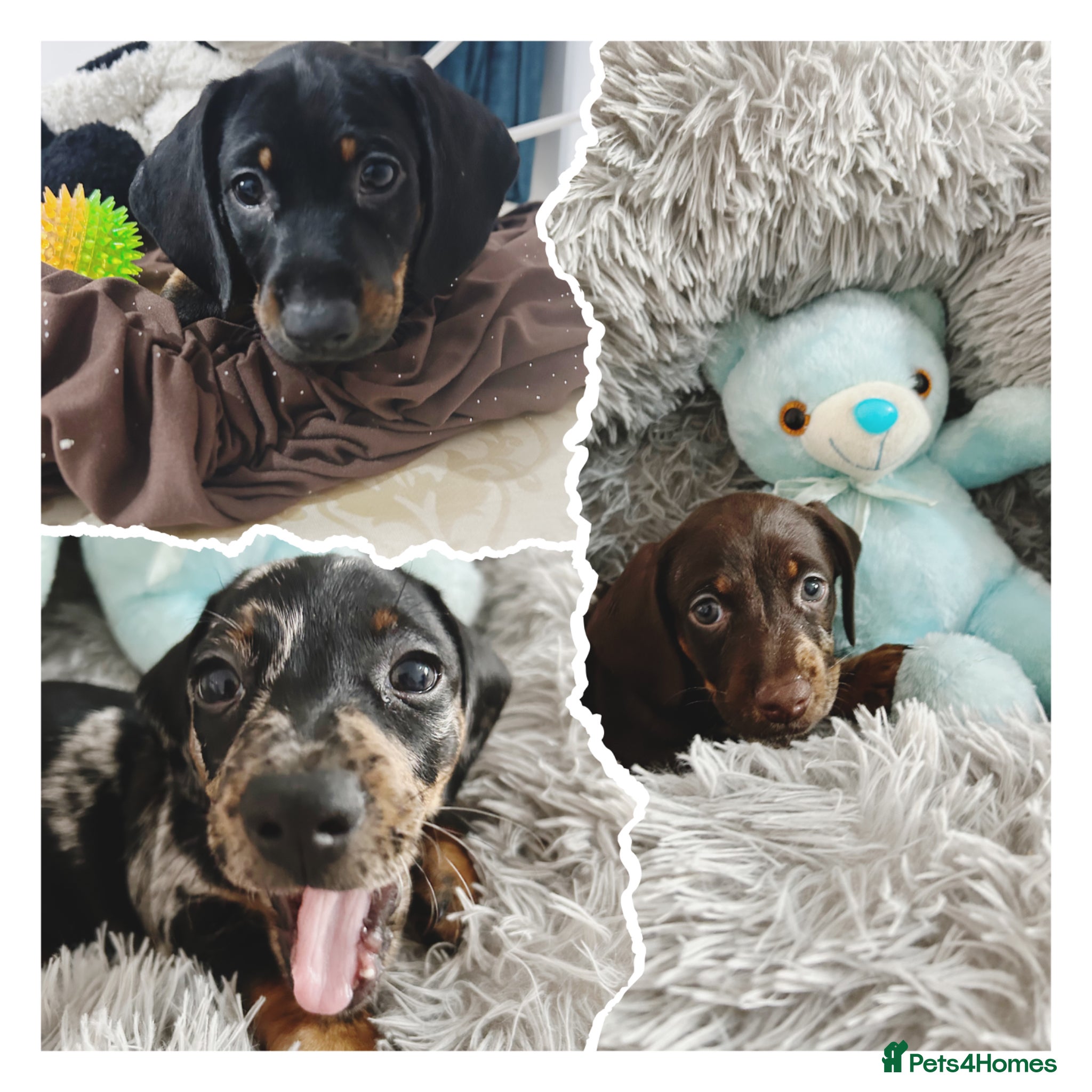 Dachshund dogs 🐶Beautiful Dachshund Puppies for Sale Left 3 Boy - Advert 1