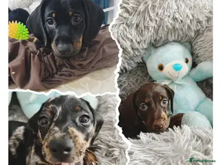 Dachshund dogs 🐶Beautiful Dachshund Puppies for Sale Left 3 Boy - Advert 1
