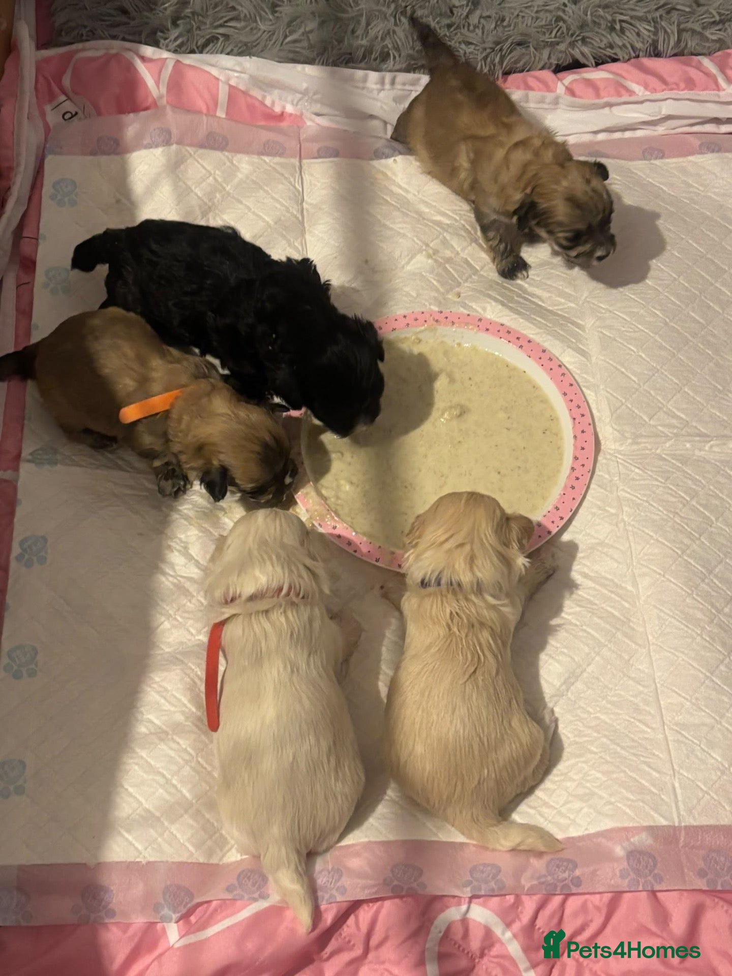 Maltipoo dogs F1 adorable tiny Maltipoo puppies - Advert 4