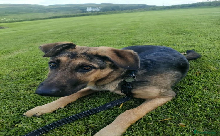 German Shepherd dogs - Advert 1