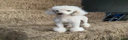 Mixed Breed dogs for sale: Goldador x Standard Poodle Puppies - Advert 7