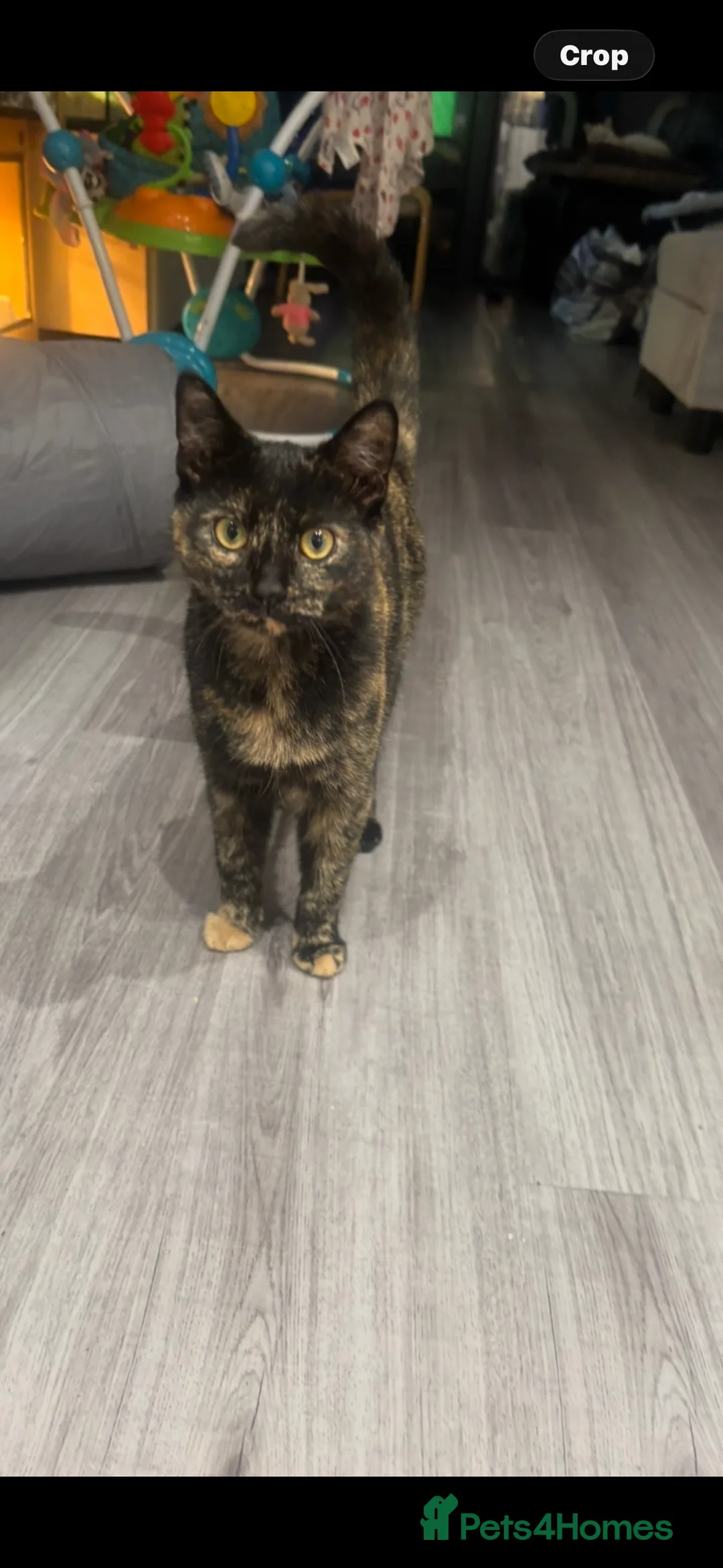 Domestic Shorthair cats for sale: Tassia Thomas - Advert 13