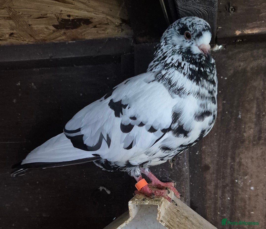 Pigeons birds for sale: Various pigeons  - Image 1