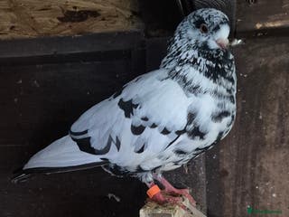 Pigeons birds Various pigeons - Advert 9