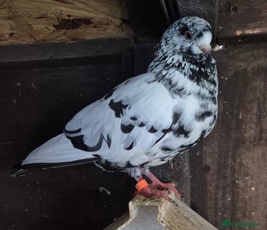 Pigeons birds - Advert 3