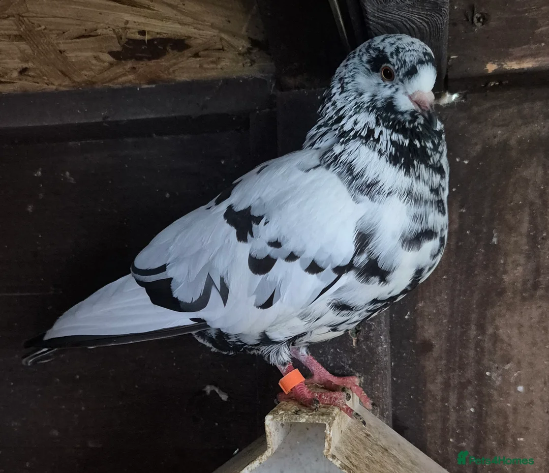 Pigeons birds for sale: Various pigeons  - Advert 1