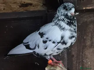 Pigeons birds Various pigeons - Advert 1