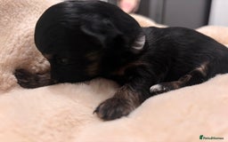 Mixed Breed dogs for sale: Jackawawa - Image 23