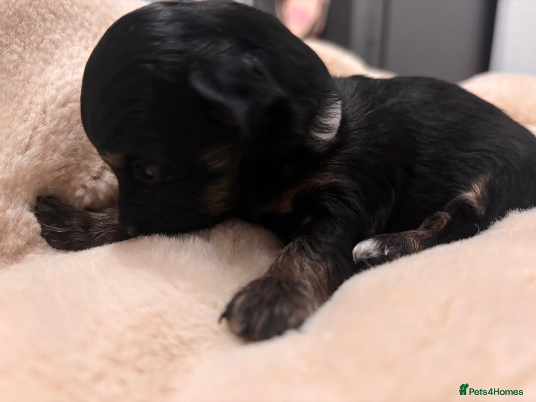 Mixed Breed dogs for sale: Jackawawa - Image 23