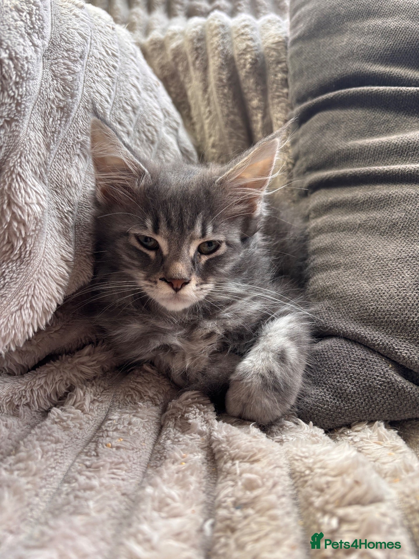 Maine Coon cats Maine Coon kittens  🐾 - Advert 17