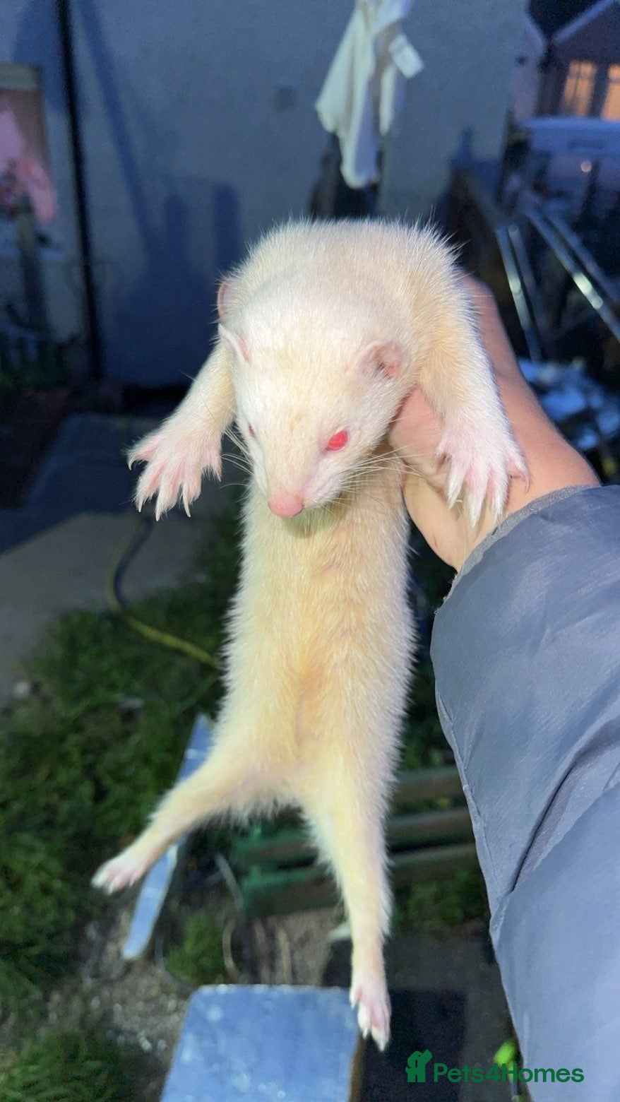 Ferret rodents for sale: Albino Jill for sale  - Advert 4