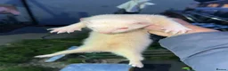 Ferret rodents for sale: Albino Jill for sale  in Merthyr Tydfil - Advert 1