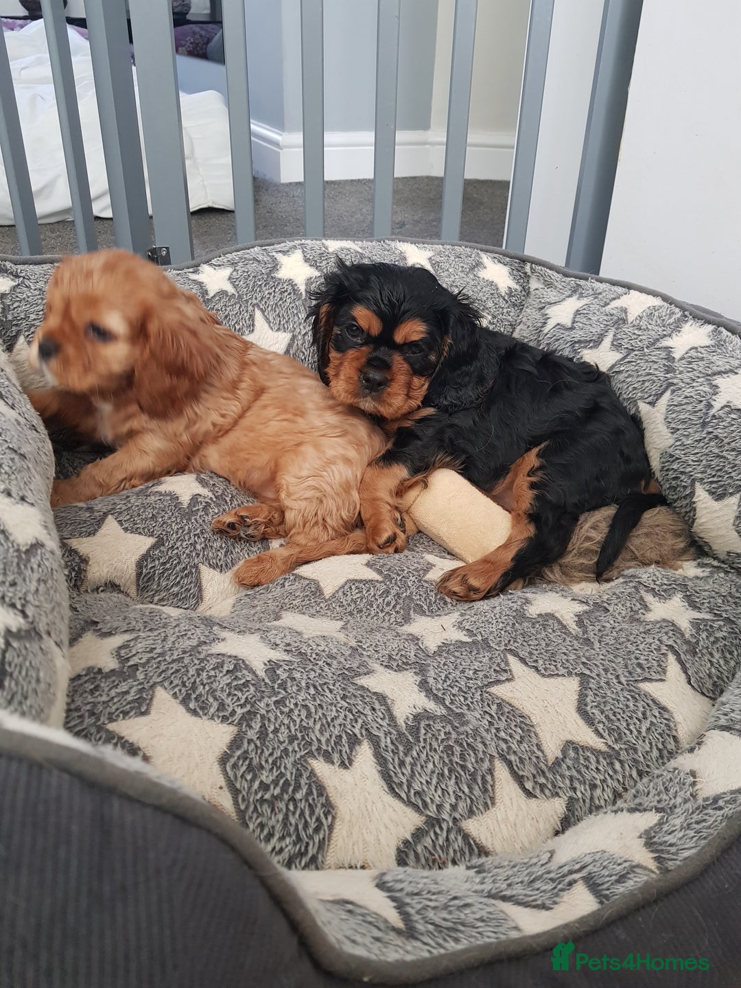 Cavalier King Charles Spaniel dogs for sale: 2 Cavalier king Charles puppies left - Image 12