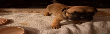 English Bulldog 2