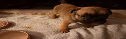 English Bulldog dogs for sale: Bulldog pups  in Llanelli - Advert 13