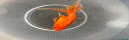 Goldfish fish for sale: Gold Fish cold water Essex in South Ockendon - Advert 2