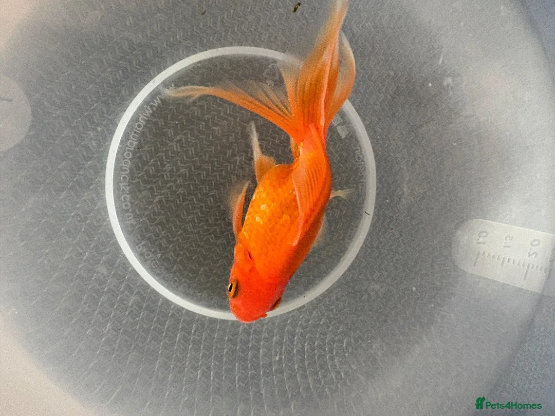Goldfish fish for sale: Gold Fish cold water Essex in South Ockendon - Advert 2