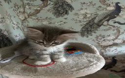 Siberian cats for sale: Siberian GCCF. kittens no hidden cost ready 6 oct  - Image 21