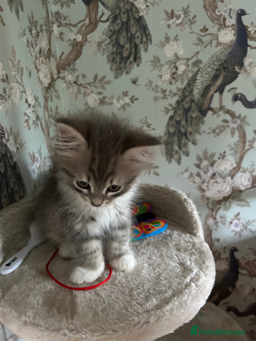 Siberian cats for sale: Siberian GCCF. kittens no hidden cost ready 6 oct  - Image 21