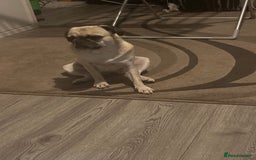 Pug dogs for sale: Female 2 year old pug for sale - Image 3