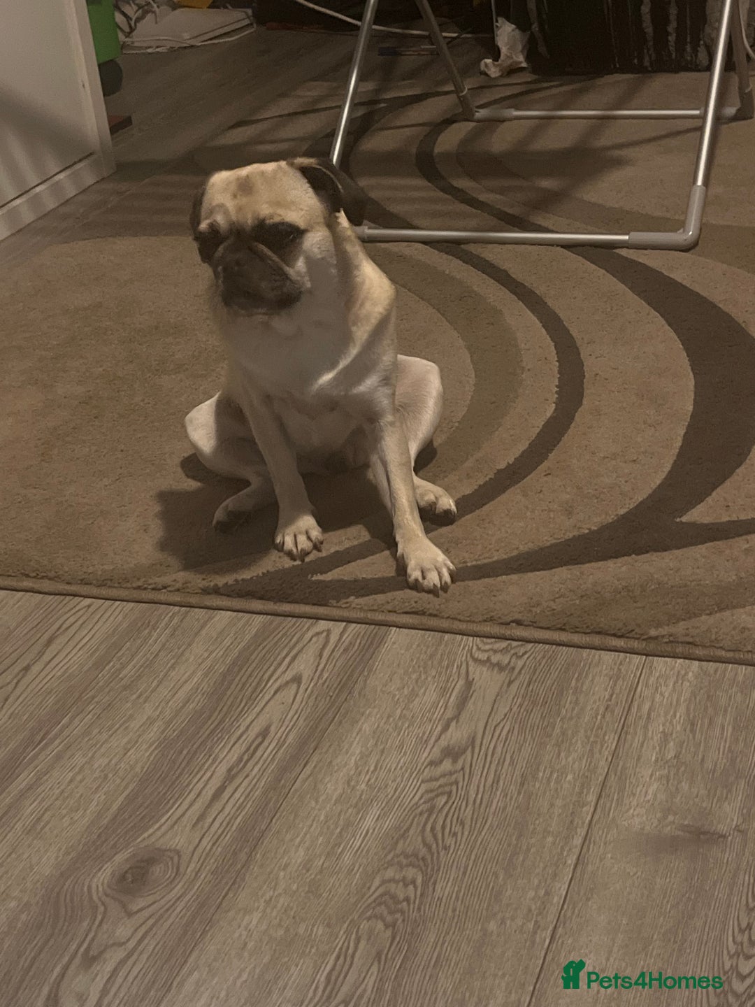 Pug dogs for sale: Female 2 year old pug for sale - Image 3