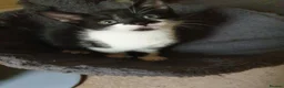 Mixed Breed cats for sale: Kittens - Advert 7