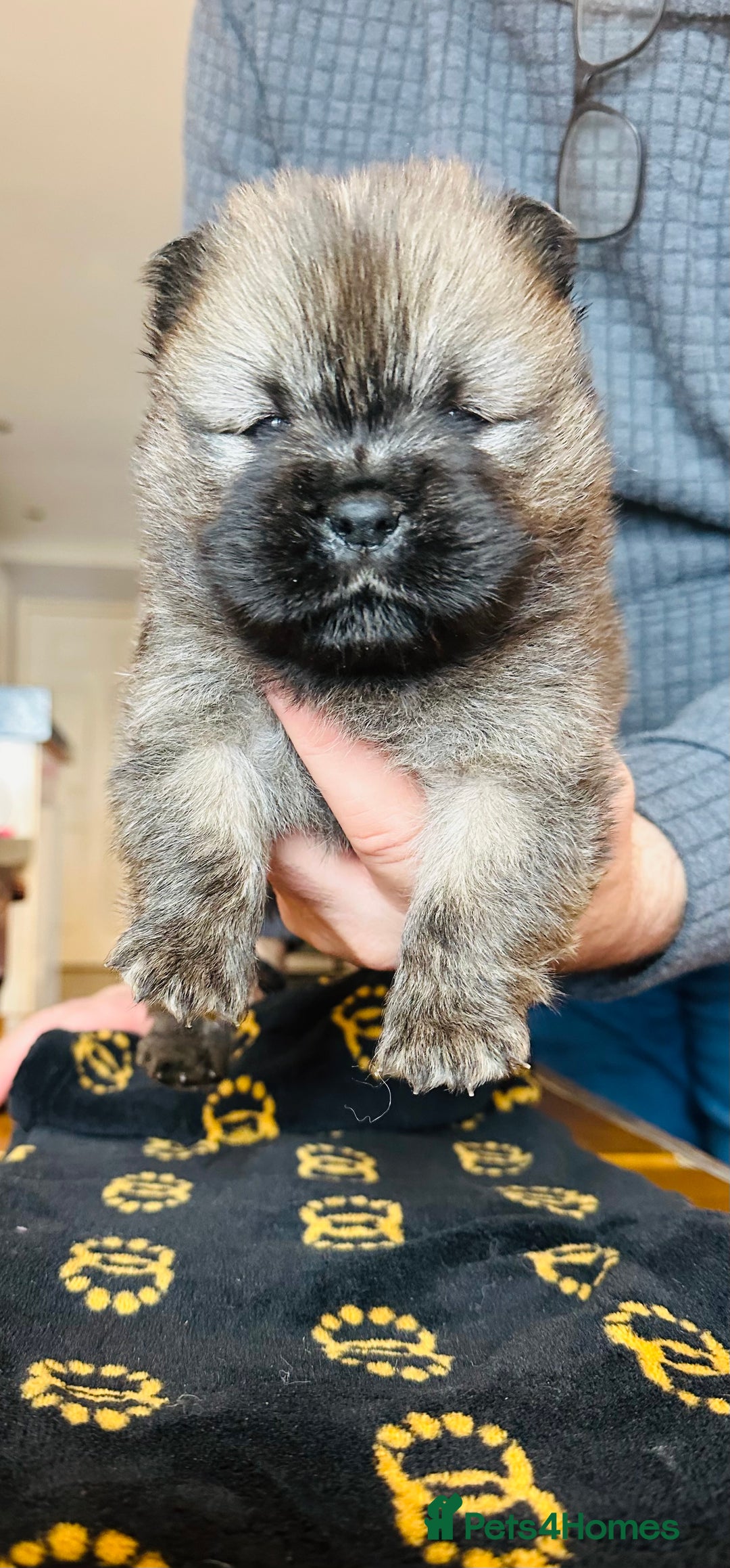 Chow Chow dogs for sale: Stunning KC registered Chow Chow puppies  - Advert 16