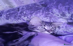 Ragdoll cats for sale: Beautiful Tabby X ragdoll kittens  - Image 5