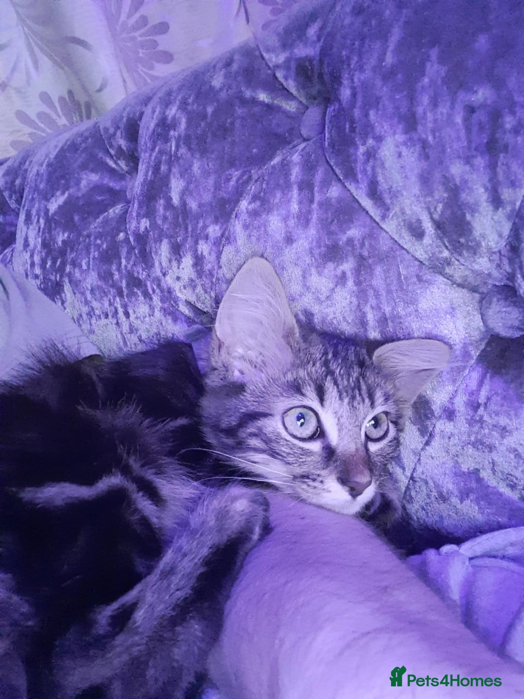 Ragdoll cats for sale: Beautiful Tabby X ragdoll kittens  - Image 5