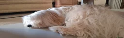 Mixed Breed dogs for sale: 6 month old Havachon in Northampton - Advert 4