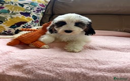 Cockapoo dogs for sale: F1 cockapoo puppies  - Image 11