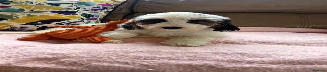 Cockapoo Puppy 8