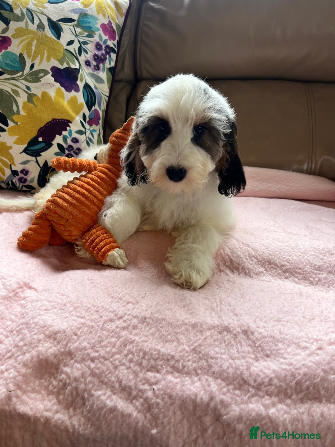 Cockapoo dogs for sale: F1 cockapoo puppies  - Image 11